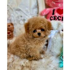 松原留美ブリーダー