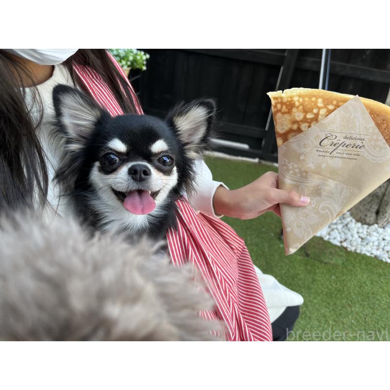 髙須真実子ブリーダーの詳細