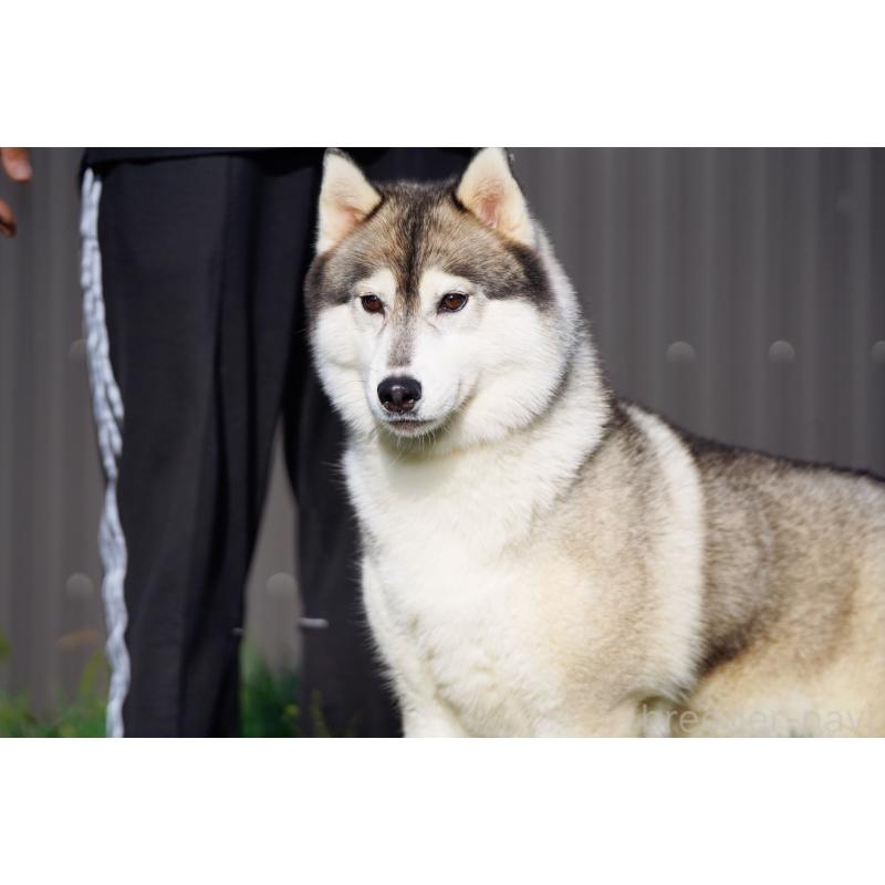 梅木信司ブリーダーの詳細の1枚目