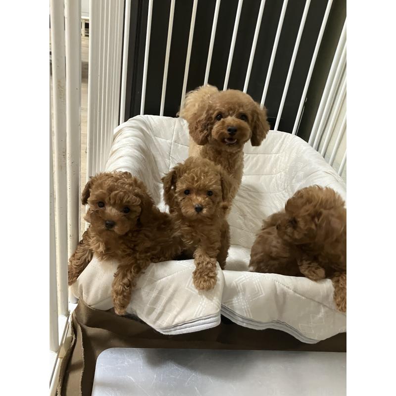 名嘉村美悠ブリーダーの詳細