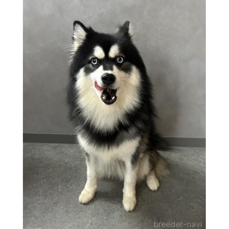 志摩三奈子ブリーダーの詳細の1枚目