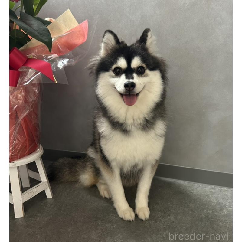 志摩三奈子ブリーダーの詳細