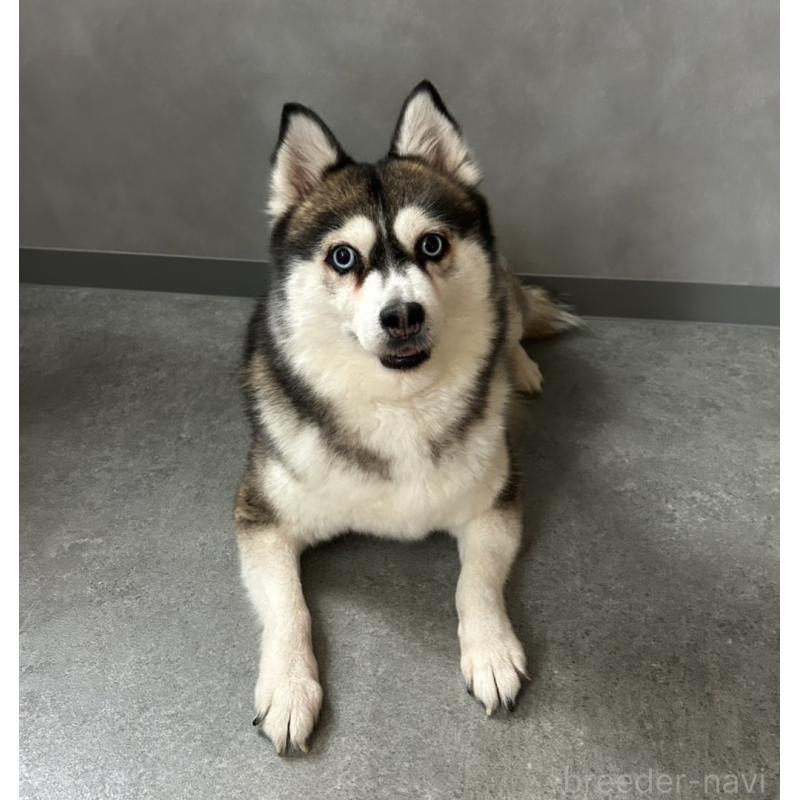 志摩三奈子ブリーダーの詳細