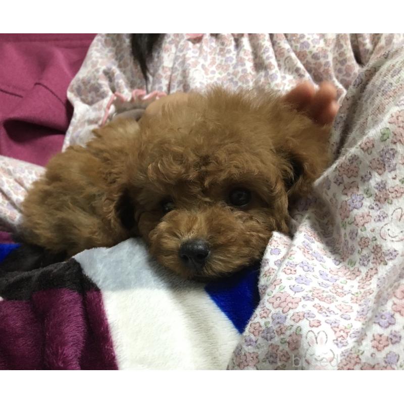 中村綾美ブリーダーの詳細の1枚目