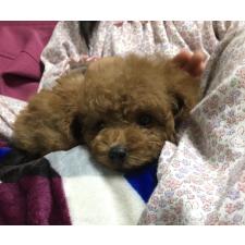 中村綾美ブリーダー