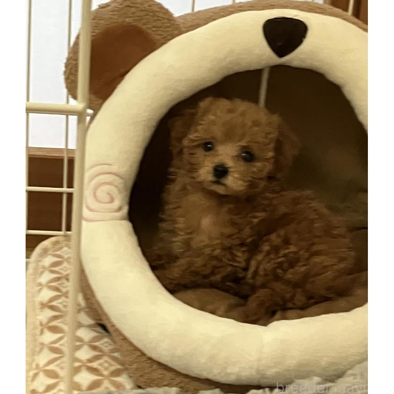 中村綾美ブリーダーの詳細