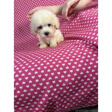 ♀︎ビションプー:ビションフリーゼ×トイプードル