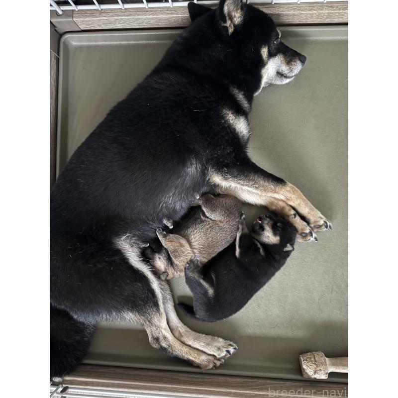 飯塚理江ブリーダーの詳細