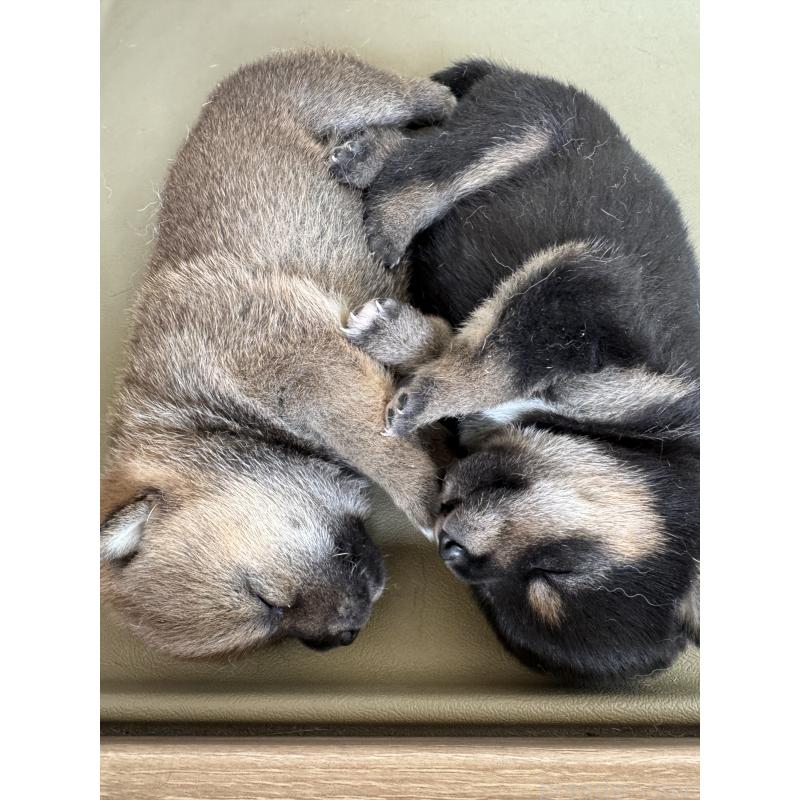 飯塚理江ブリーダーの詳細