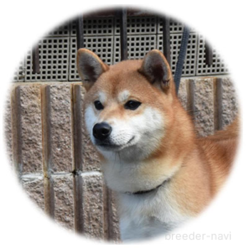 山脇照之ブリーダーの詳細の1枚目