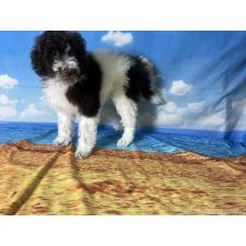 ♀︎ミディアムプードル