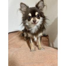 ♀︎チワワ(ロングコート)