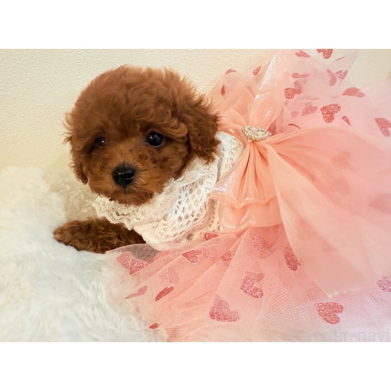 山本玲奈ブリーダーの詳細の1枚目