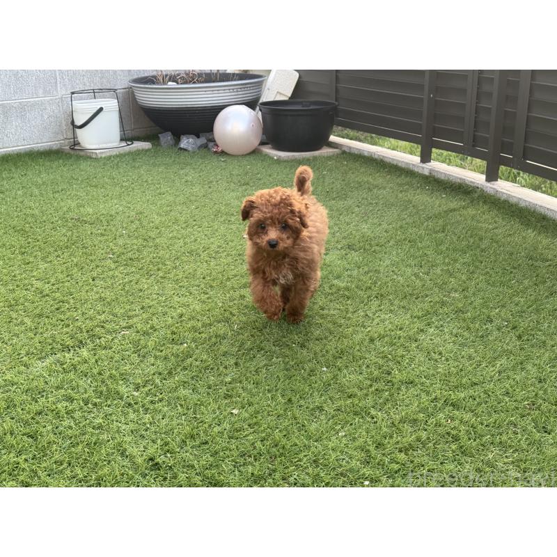 山本玲奈ブリーダーの詳細