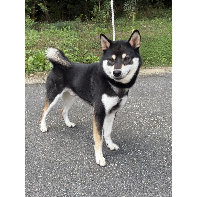 曽田卓ブリーダーの詳細の1枚目