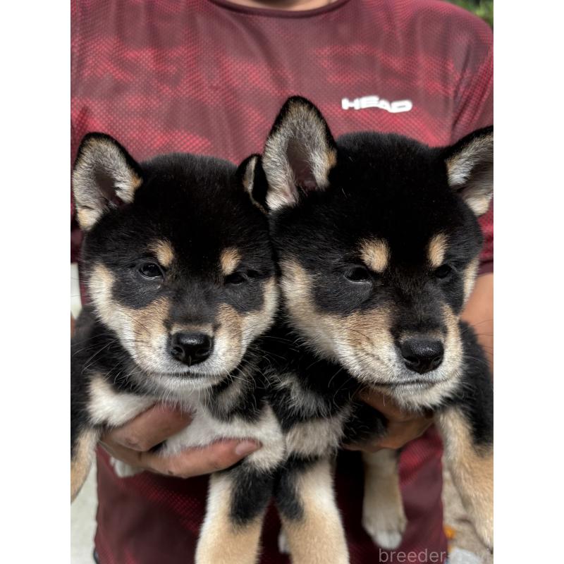 曽田卓ブリーダーの詳細