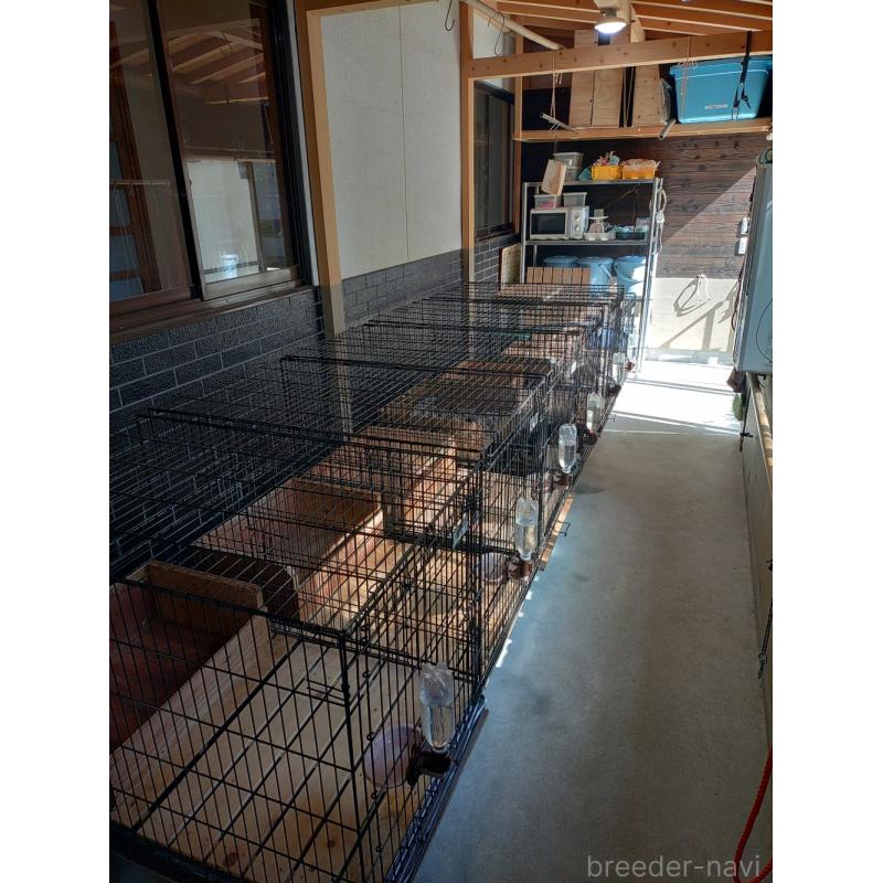 曽田卓ブリーダーの詳細