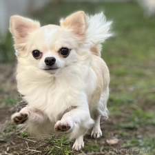 ♀︎チワワ(ロングコート)