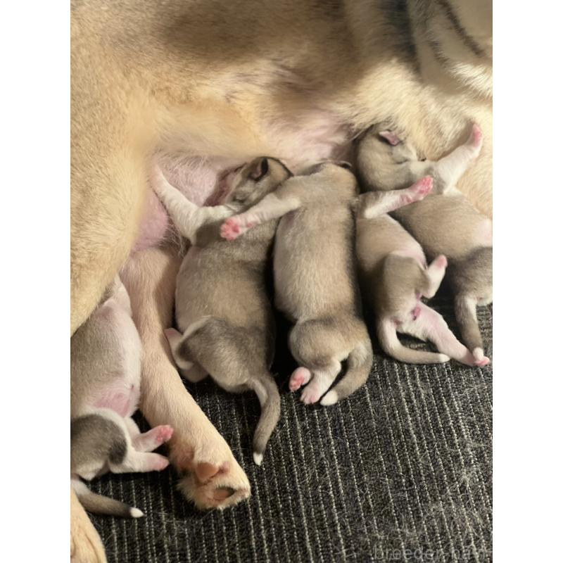 山崎エリサ エリカブリーダーの詳細