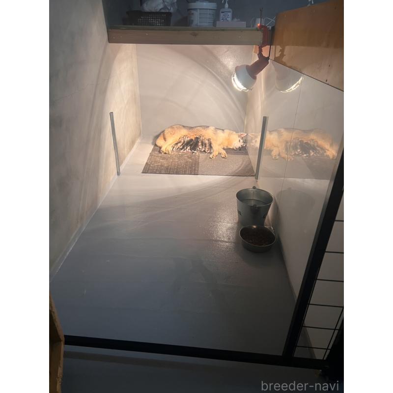 山崎エリサ エリカブリーダーの詳細