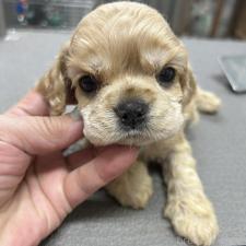 ♀︎アメリカンコッカースパニエル