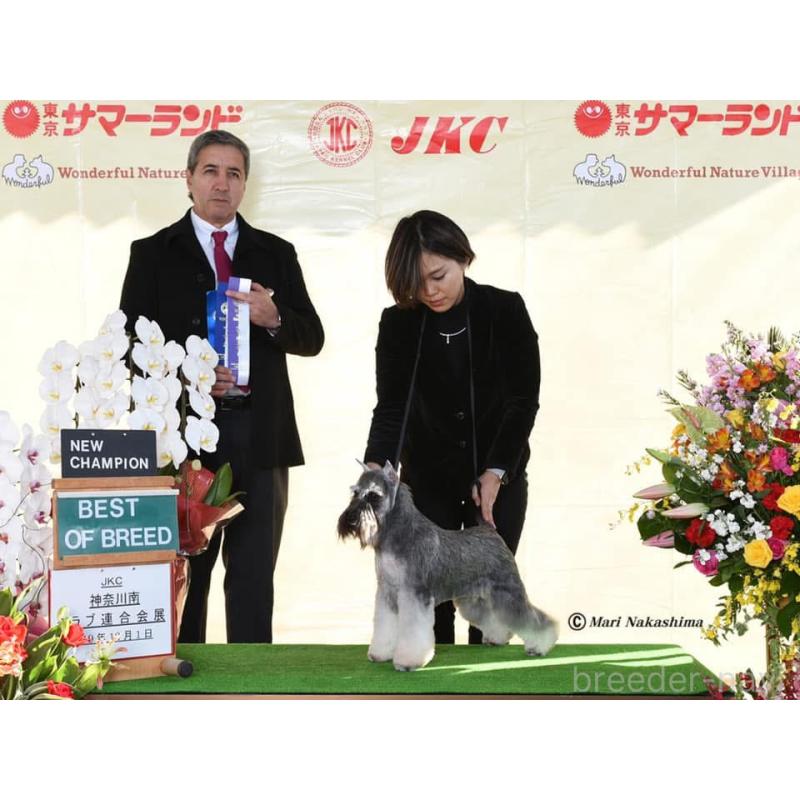 工藤綾子ブリーダーの詳細