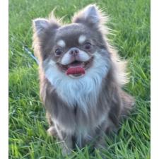 江良徳子ブリーダー