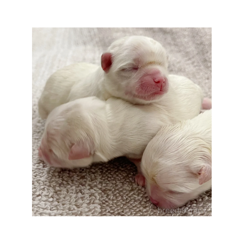 AIJIAXUブリーダーの詳細