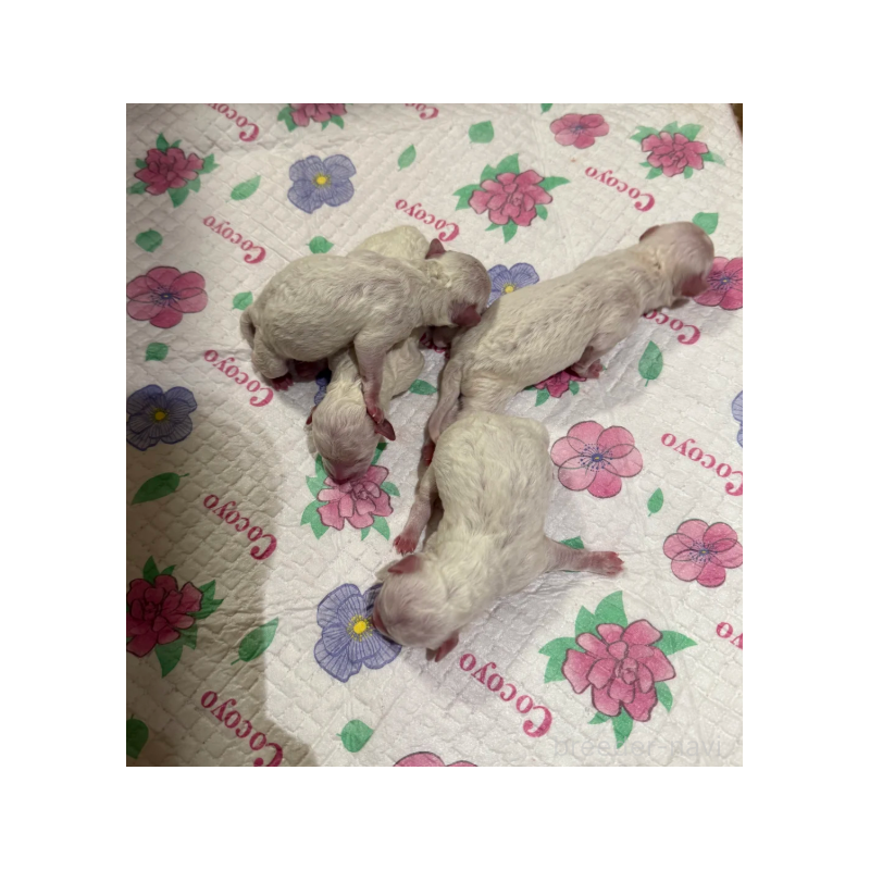 AIJIAXUブリーダーの詳細