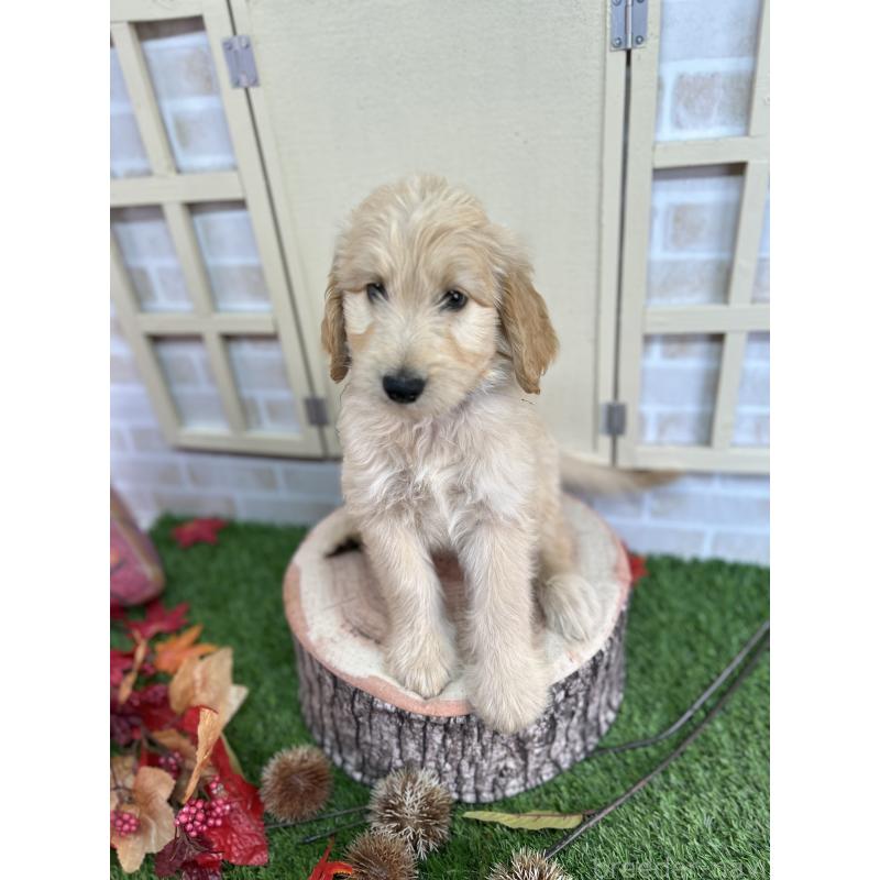 谷繁樹ブリーダーの詳細