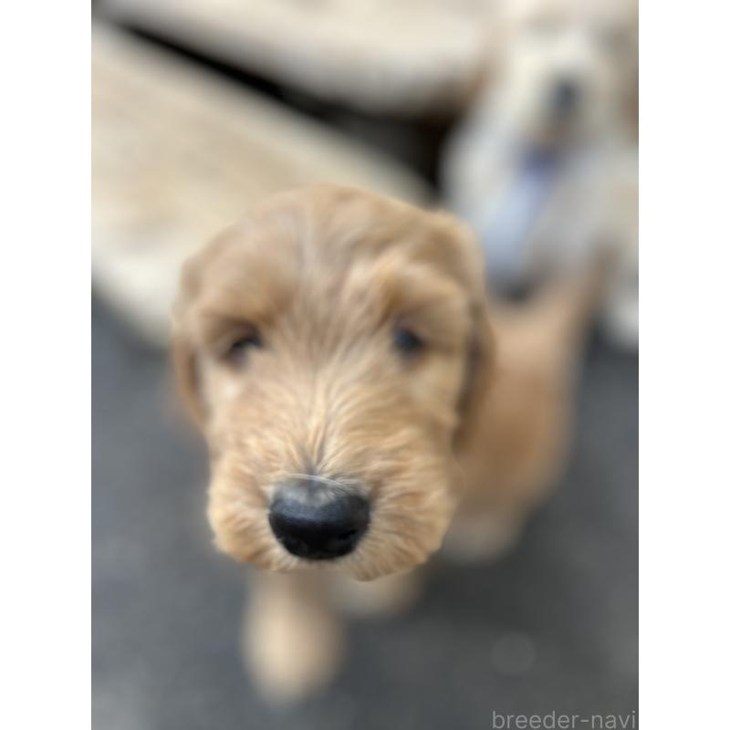 谷繁樹ブリーダーの詳細