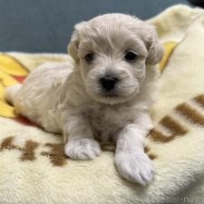 ♀︎マルプー:マルチーズ×トイプードル