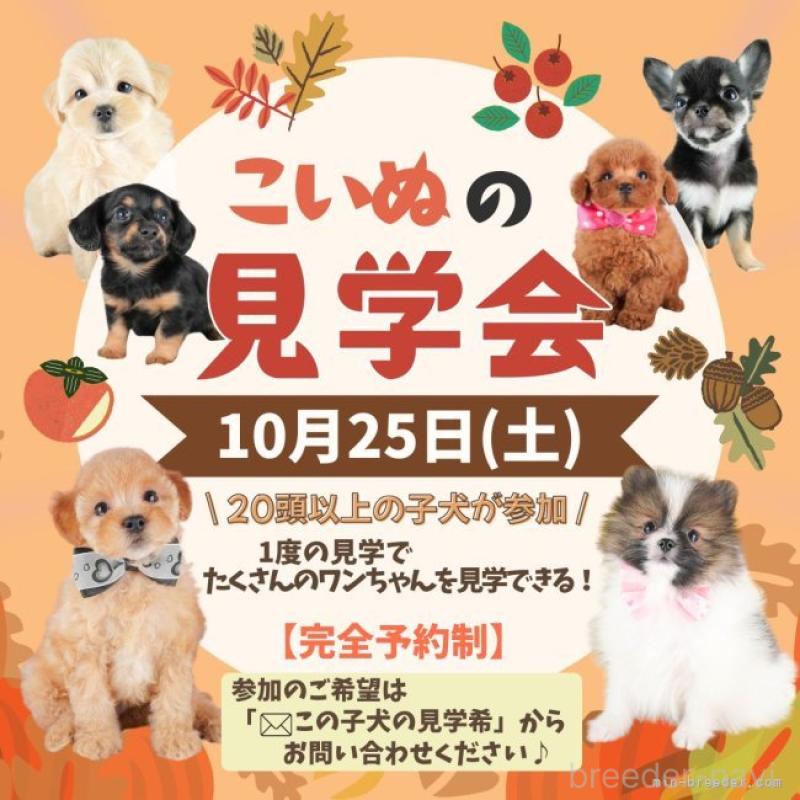 斎藤杏菜ブリーダーの詳細の1枚目