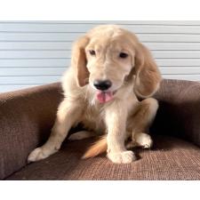 ♀︎ゴールデンレトリーバー