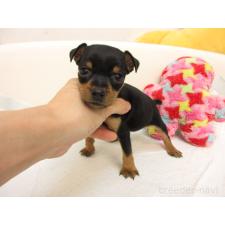 ♀︎ミニチュアピンシャー(ミニピン)