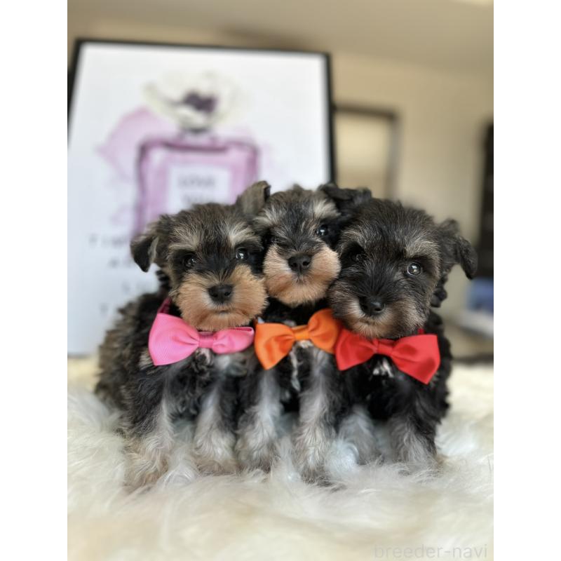 茂木稔ブリーダーの詳細の1枚目