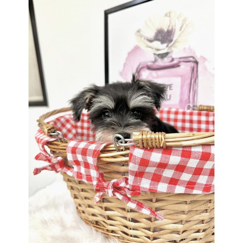 茂木稔ブリーダーの詳細