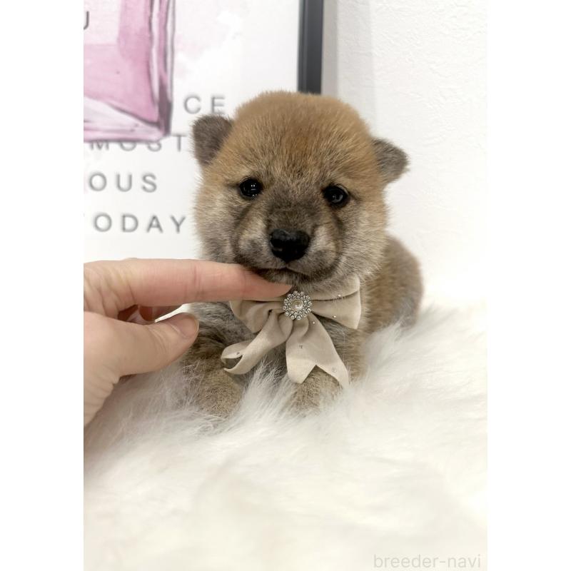 茂木稔ブリーダーの詳細