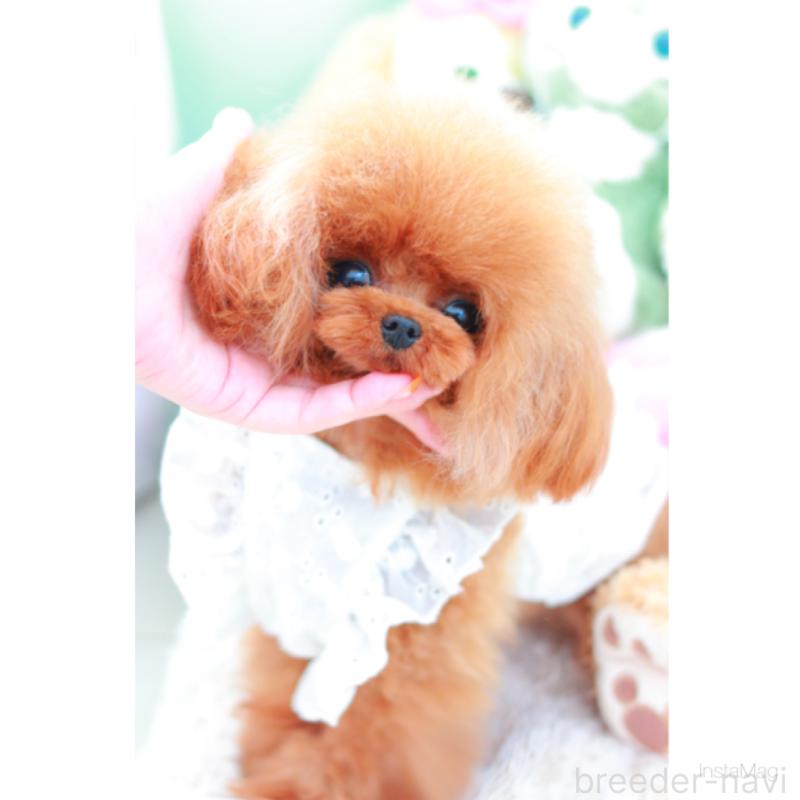 三ツ井和代ブリーダーの詳細の1枚目