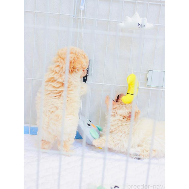 三ツ井和代ブリーダーの詳細