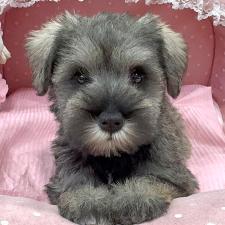 ミニチュアシュナウザーの子犬