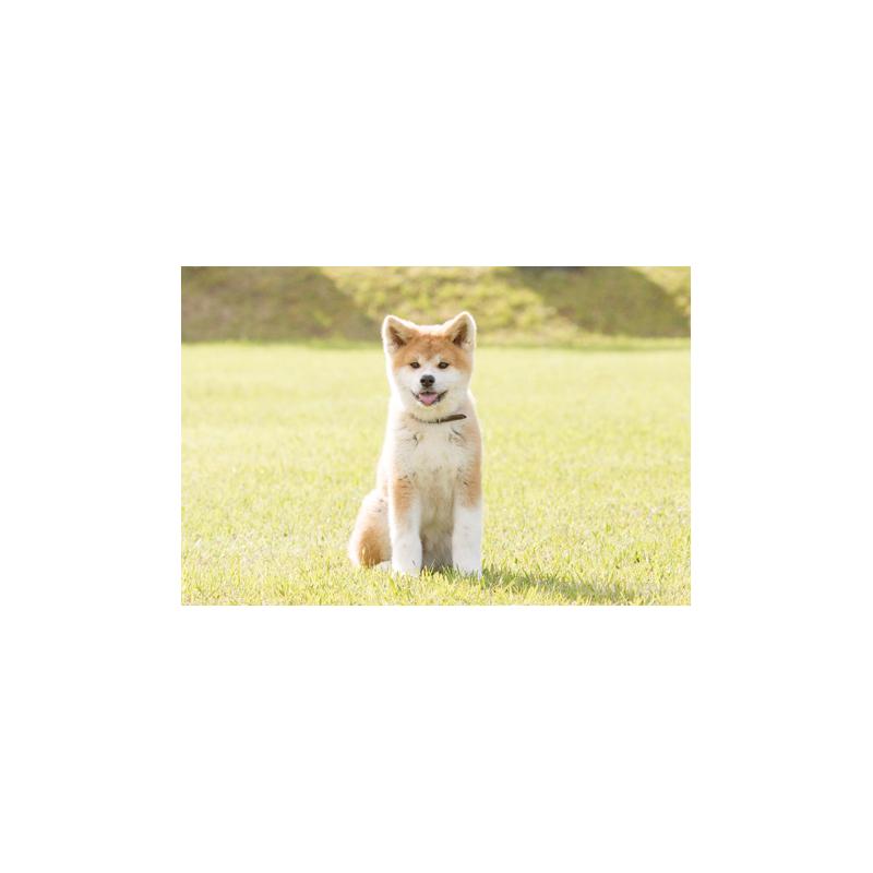 横井哲也ブリーダーの詳細の1枚目