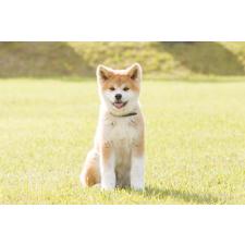 横井哲也ブリーダー