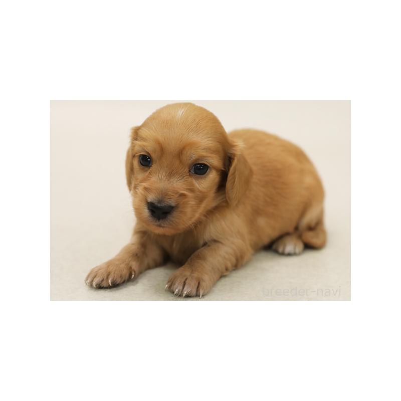 レッドのミニチュアダックスフンドの子犬を探す｜ブリーダーナビ