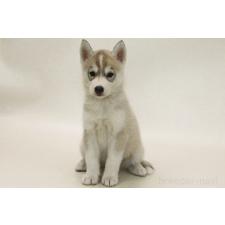 ♀︎シベリアンハスキー