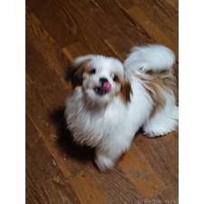 ♀︎マルシーズー:マルチーズ×シーズー