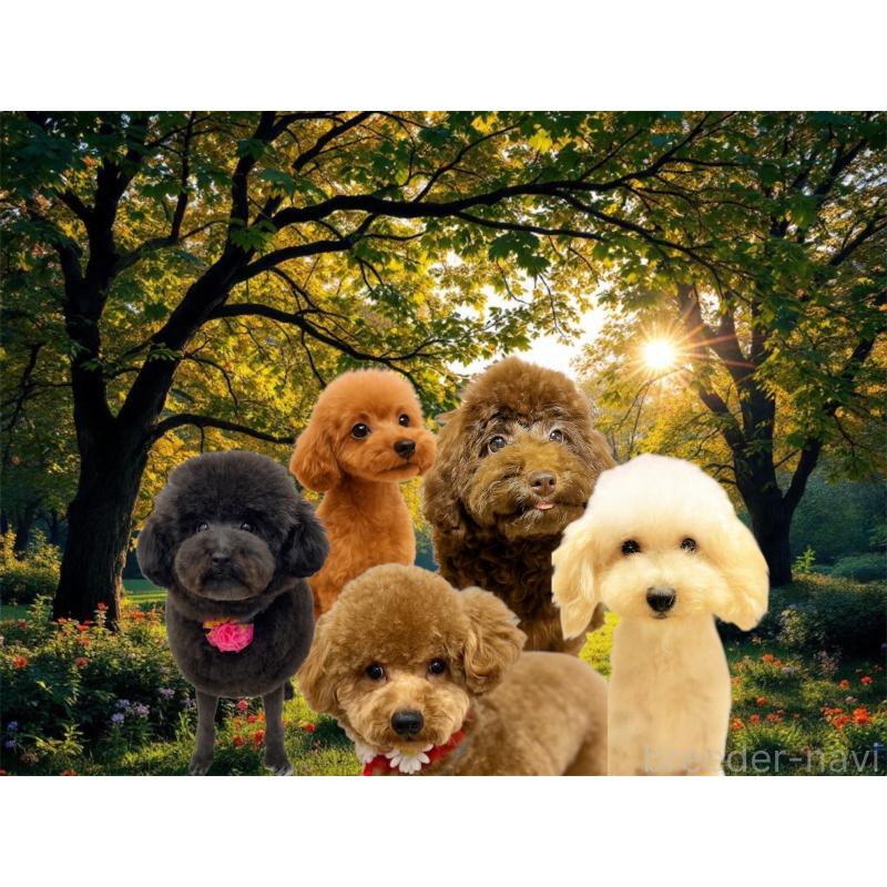 小嶋優太郎ブリーダーの詳細の1枚目