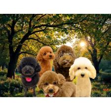 小嶋優太郎ブリーダー