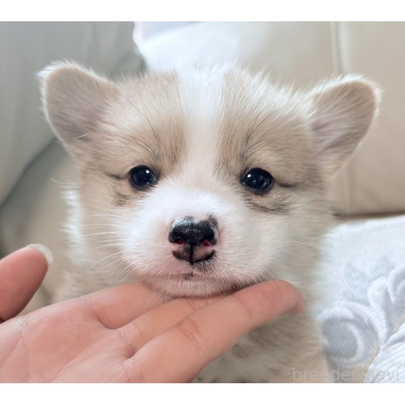 茅野梨香ブリーダーの詳細の1枚目