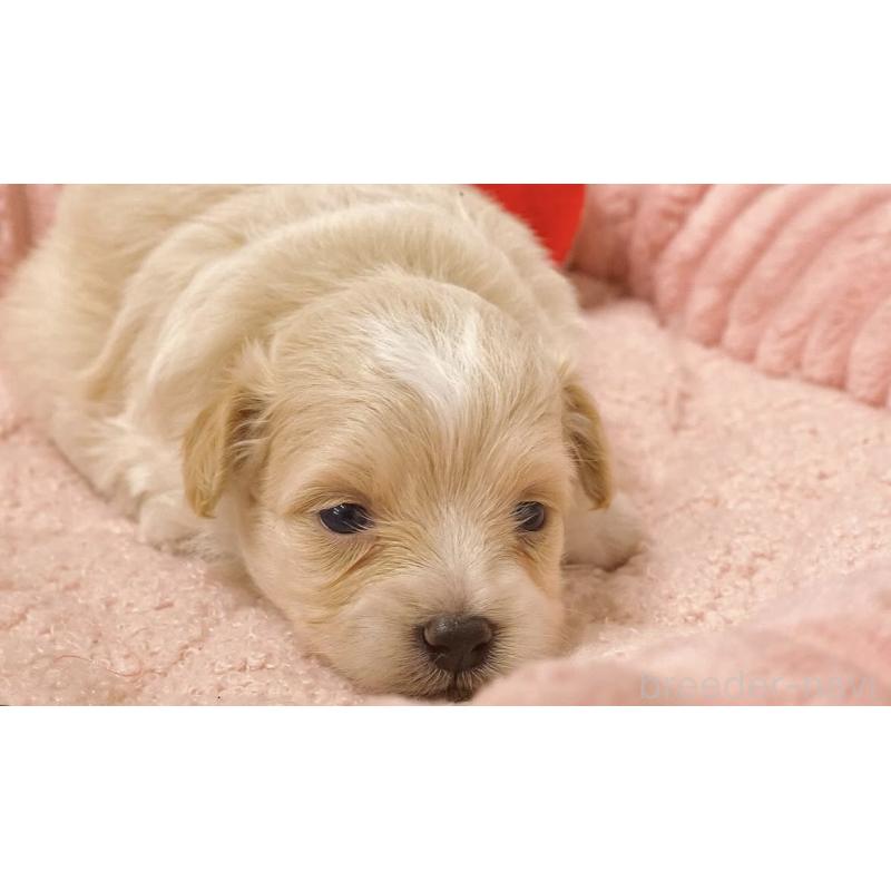 樋口伸次ブリーダーの詳細